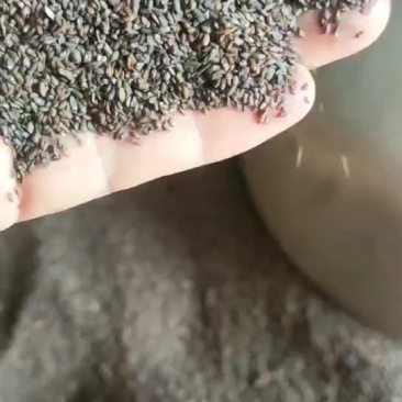 大量出售车前子