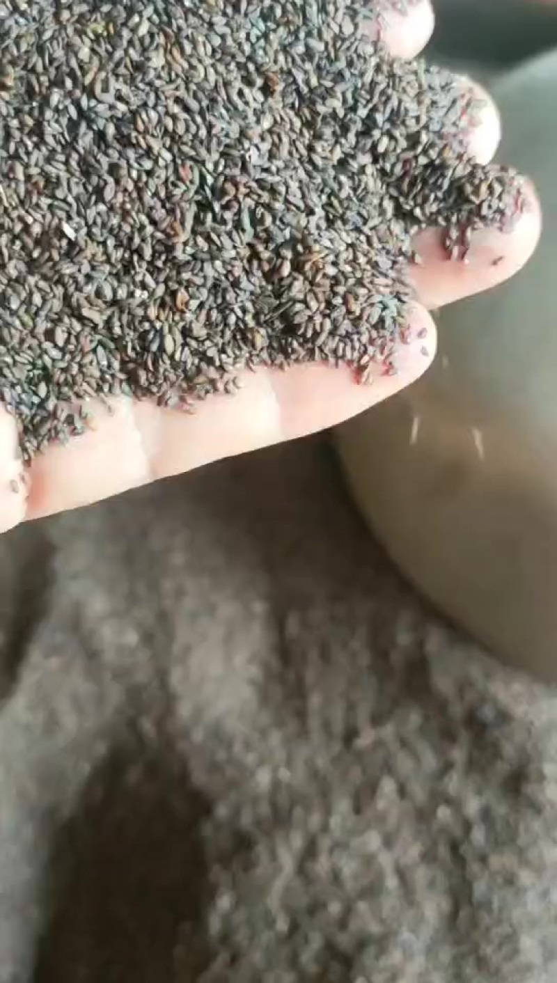 大量出售车前子