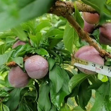 今天5月31接近成熟，果径越大，