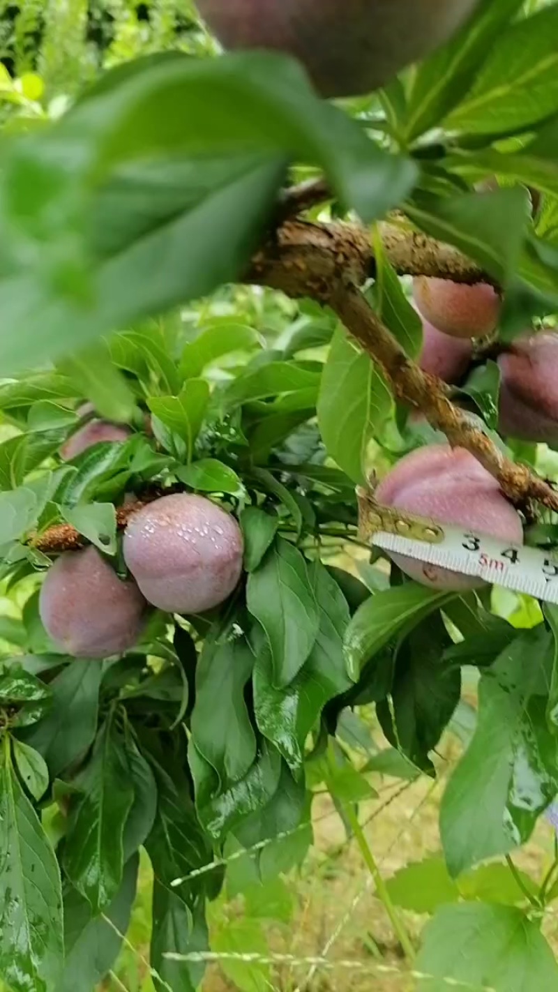 今天5月31接近成熟，果径越大，