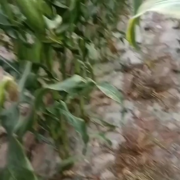 万糯188玉米