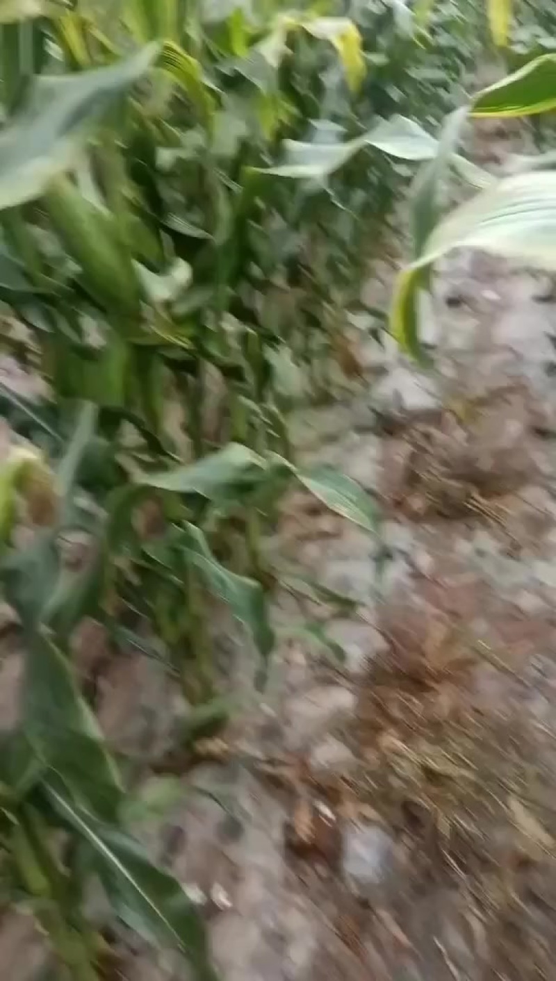 万糯188玉米