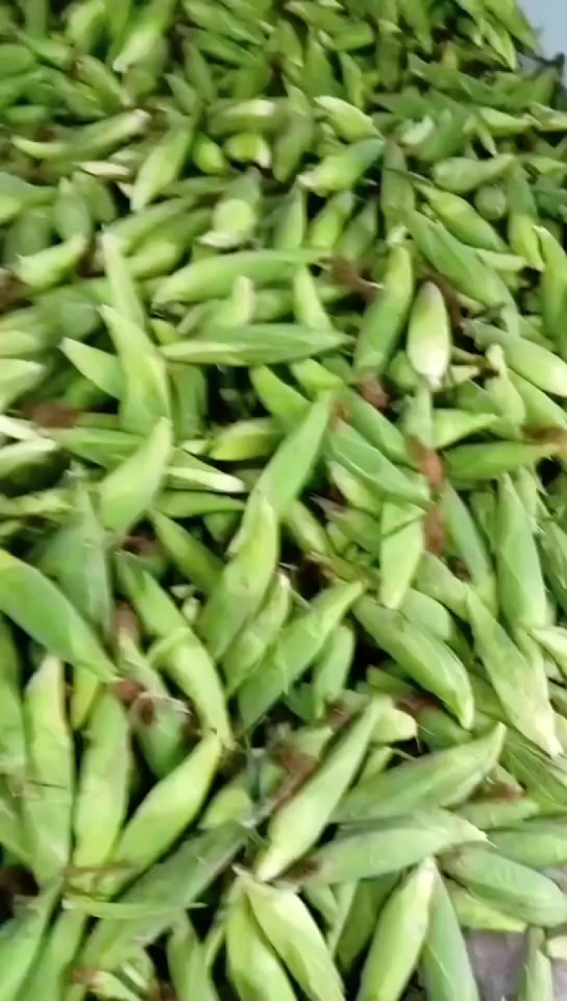 万糯188玉米