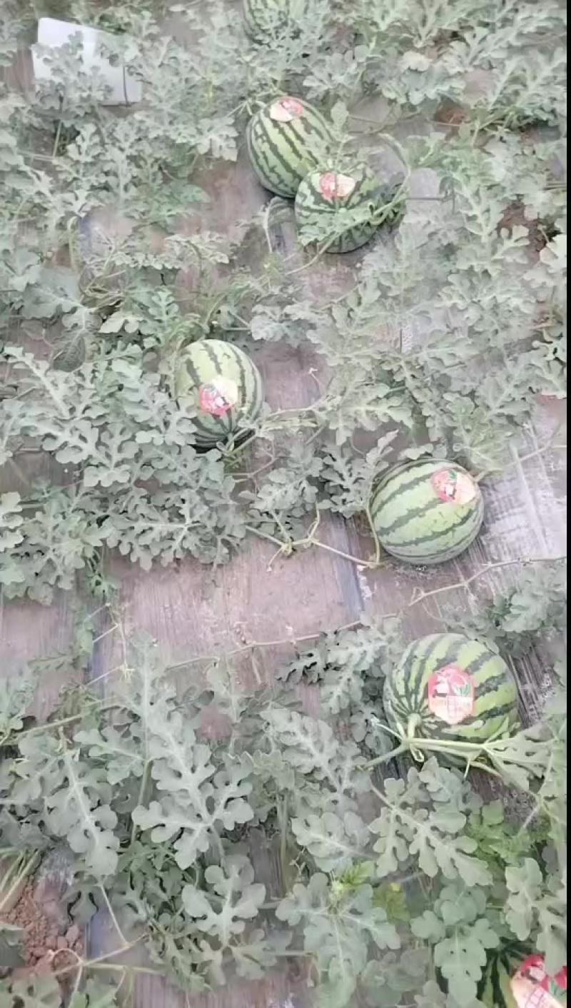 美都