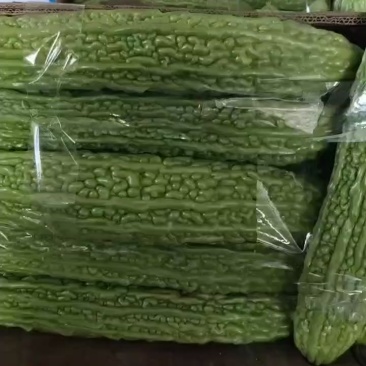 高山蔬菜青苦瓜
