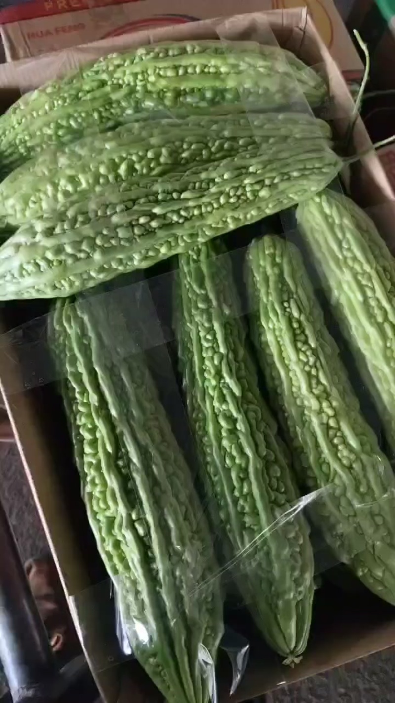 高山蔬菜青苦瓜