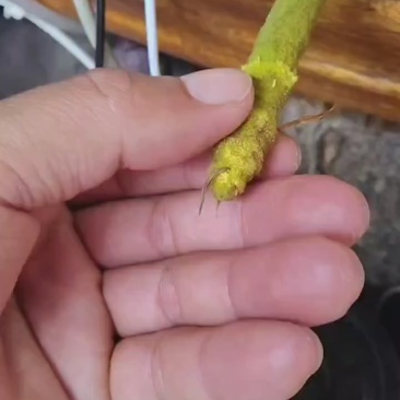 蒲棒，蒲黄