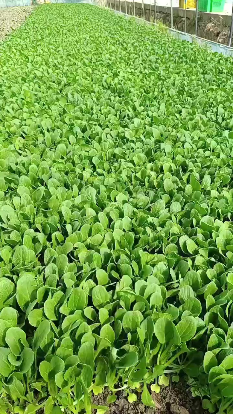 鸡毛菜种植大户