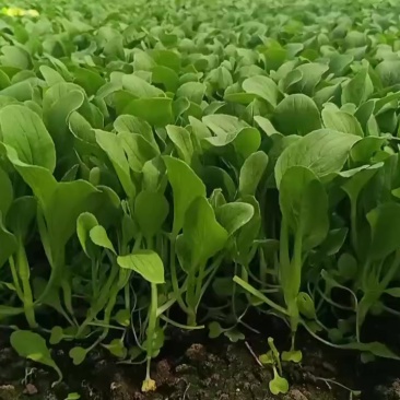 鸡毛菜种植大户