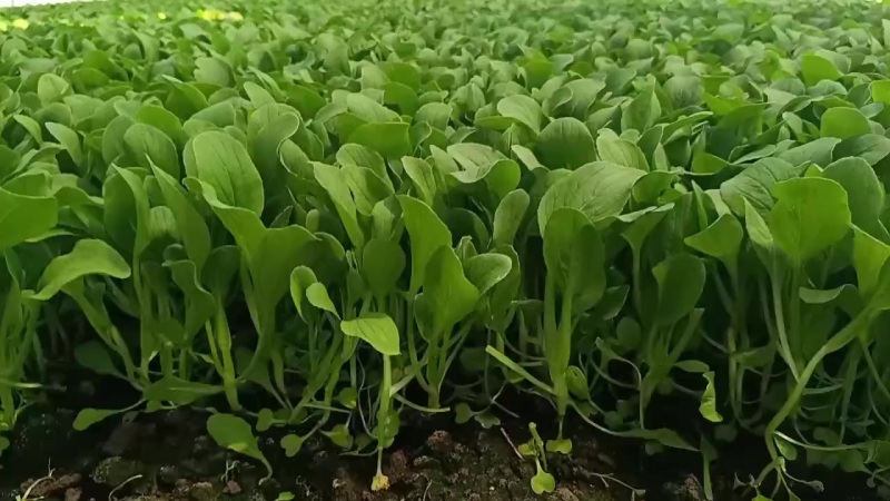 鸡毛菜种植大户
