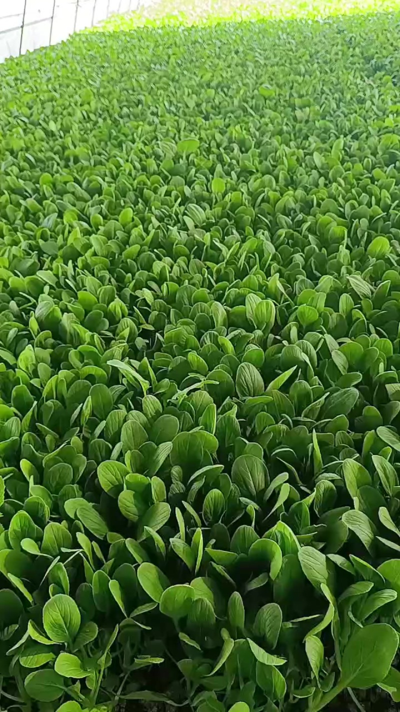 鸡毛菜种植大户