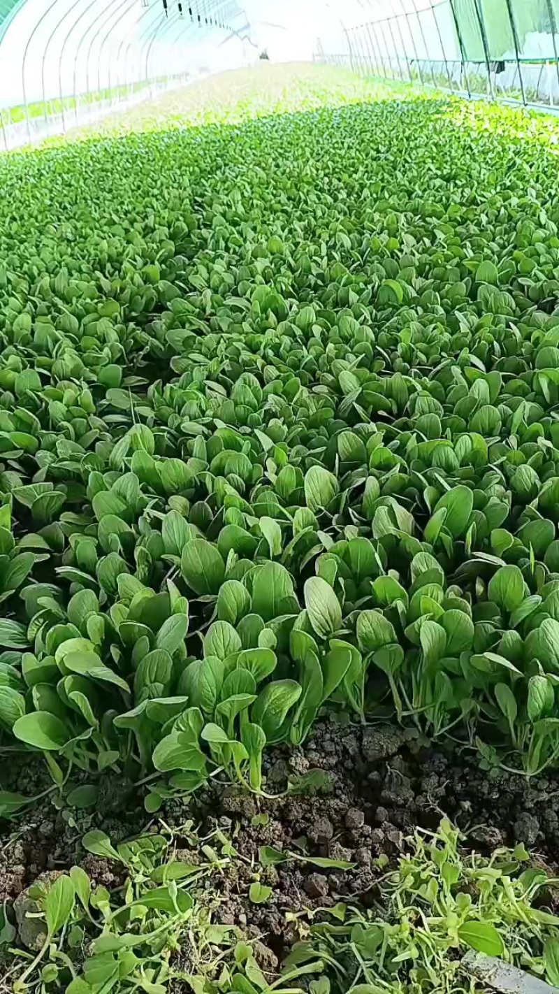 鸡毛菜种植大户