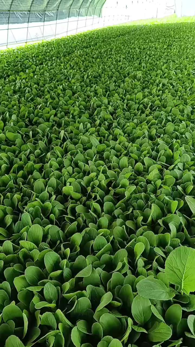 鸡毛菜种植大户