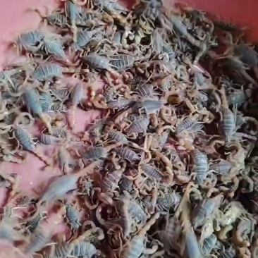 东亚黔蝎