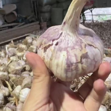 济南商河大青稞蒜种