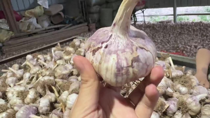 济南商河大青稞蒜种