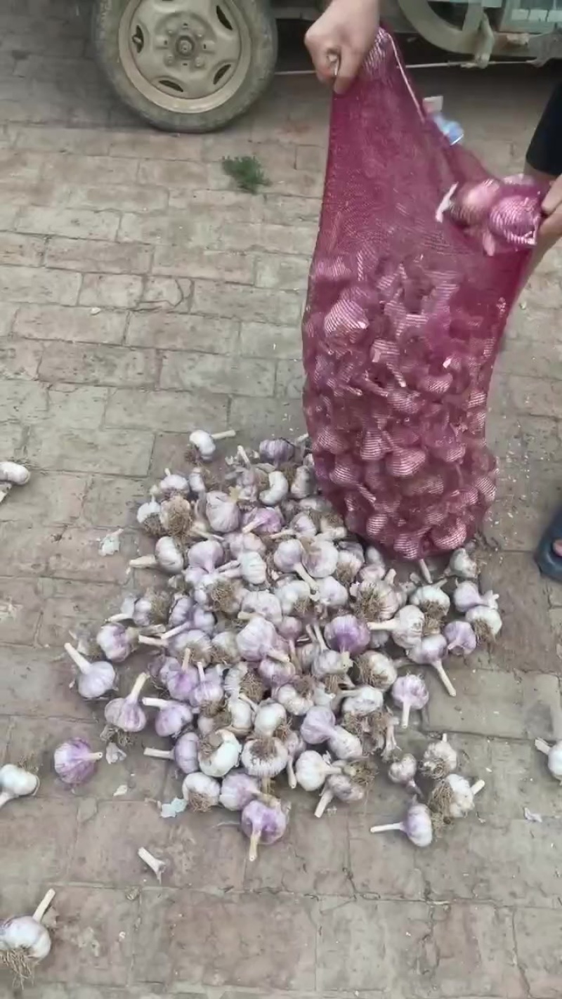 济南商河大青稞蒜种
