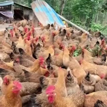 隆安，放养精神小土妞，小脚细骨，冠红毛靓，老水蛋多，均重3.