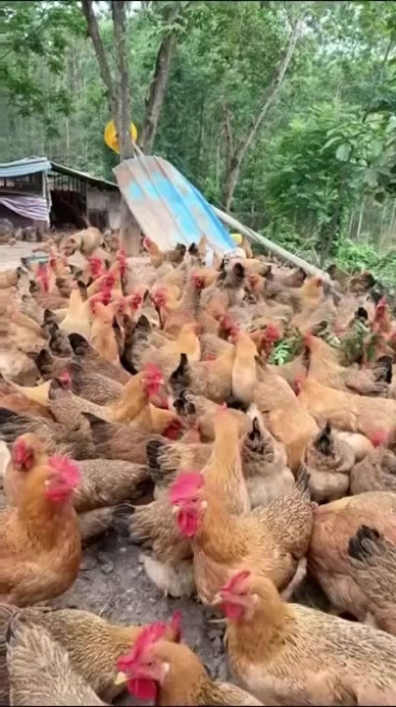 隆安，放养精神小土妞，小脚细骨，冠红毛靓，老水蛋多，均重3.