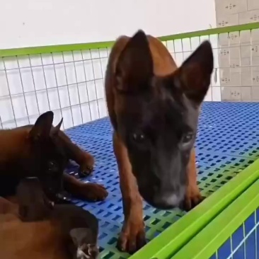 宠物狗，珍禽，马犬