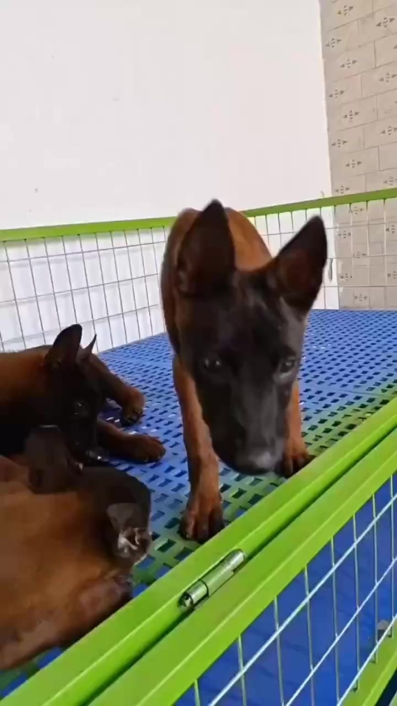 马犬
