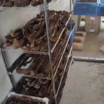 肉苁蓉
