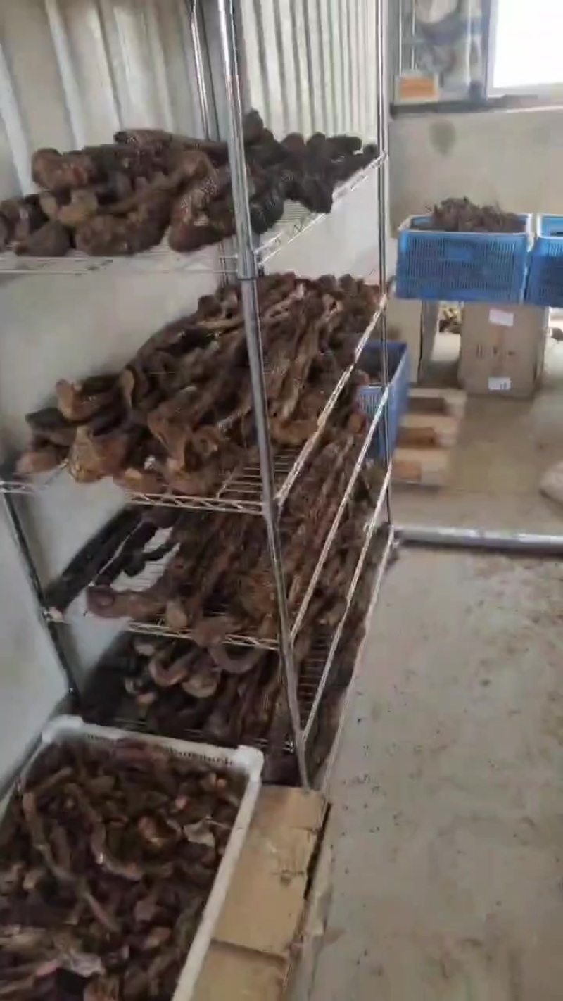 肉苁蓉