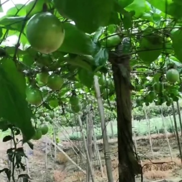 广东高洲，百香果