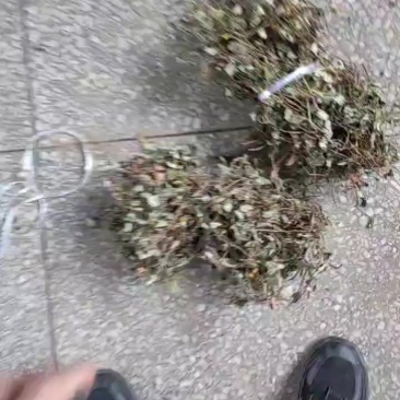 大金钱草