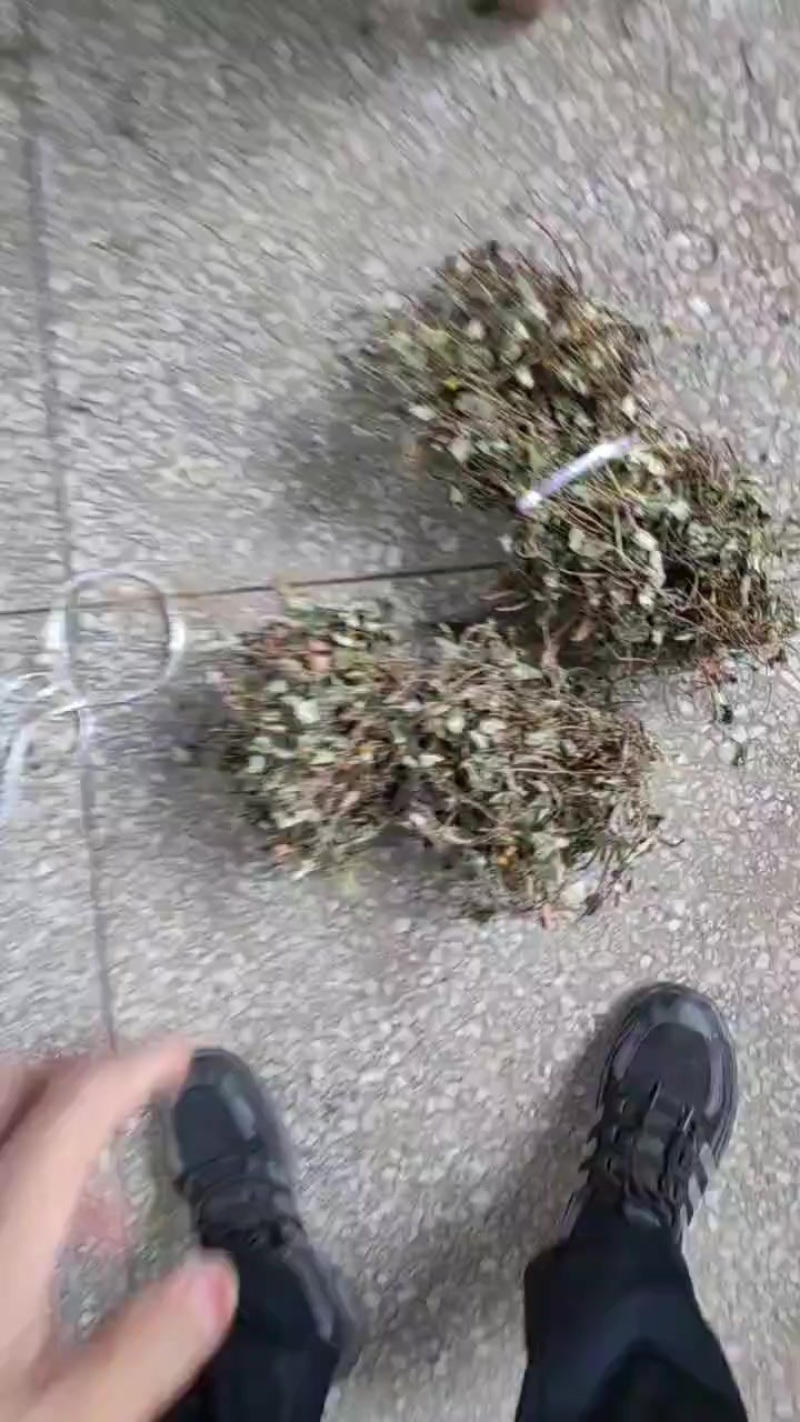 大金钱草