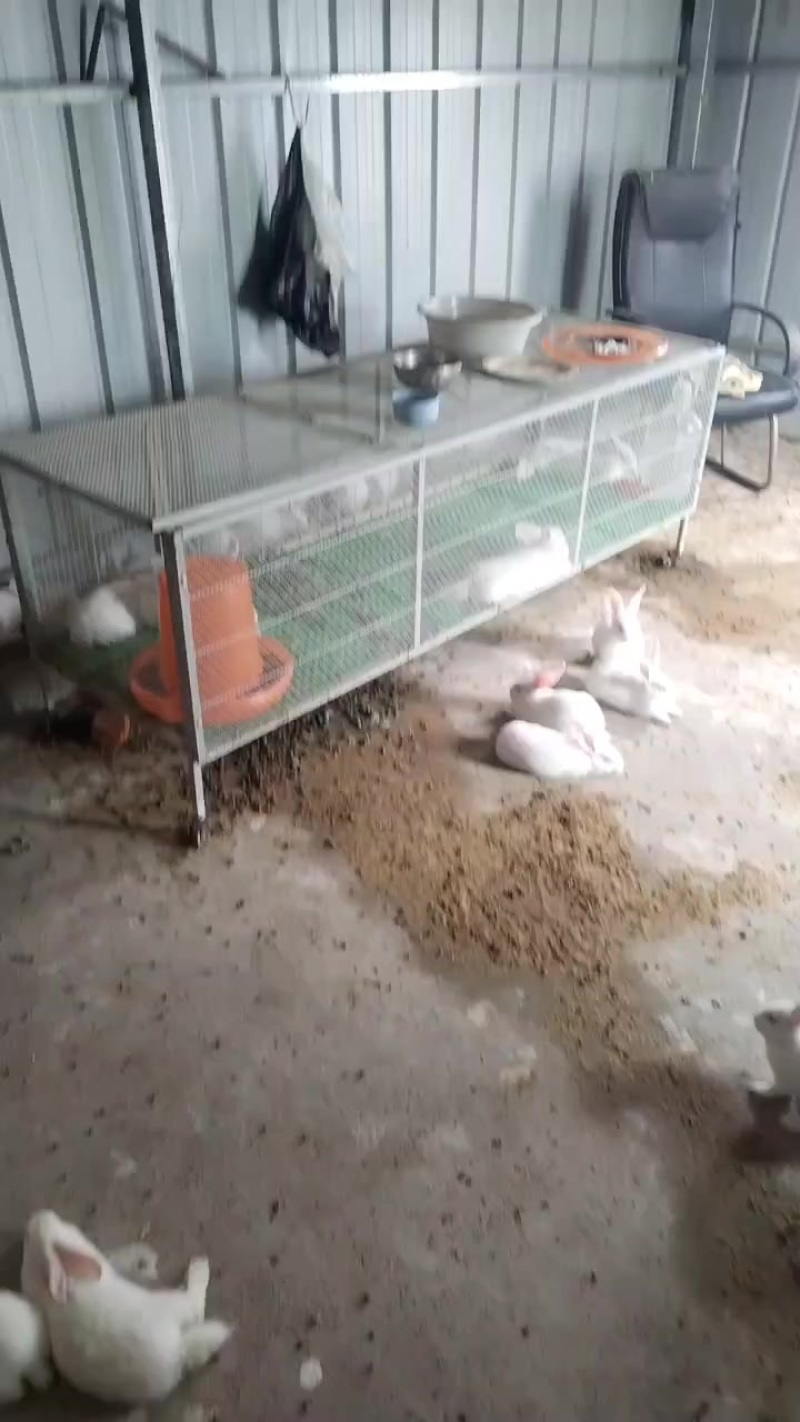 大小兔子