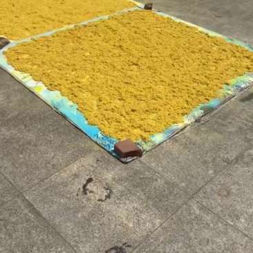 蒲黄