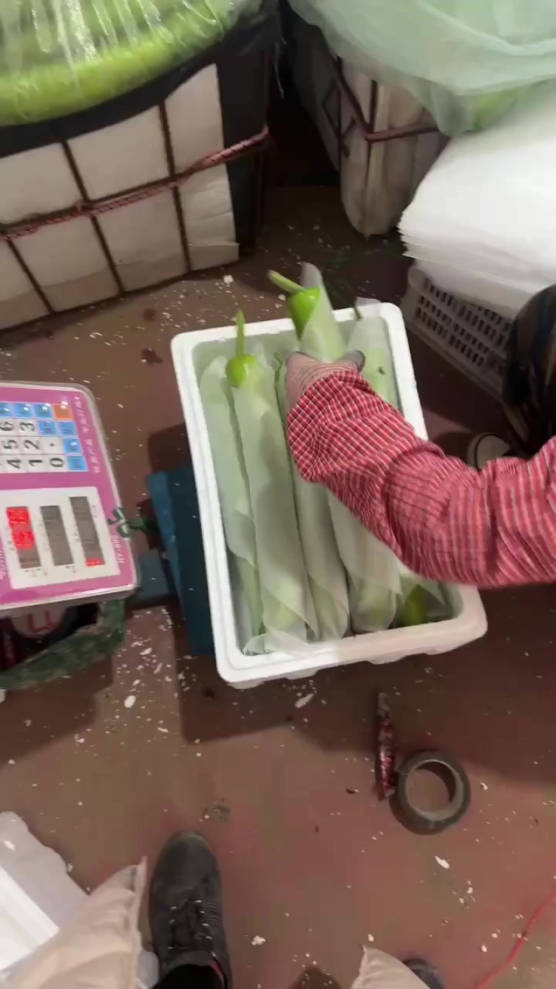 精品瓠子，条形好，颜色绿，支持视频看货，代发全国市场