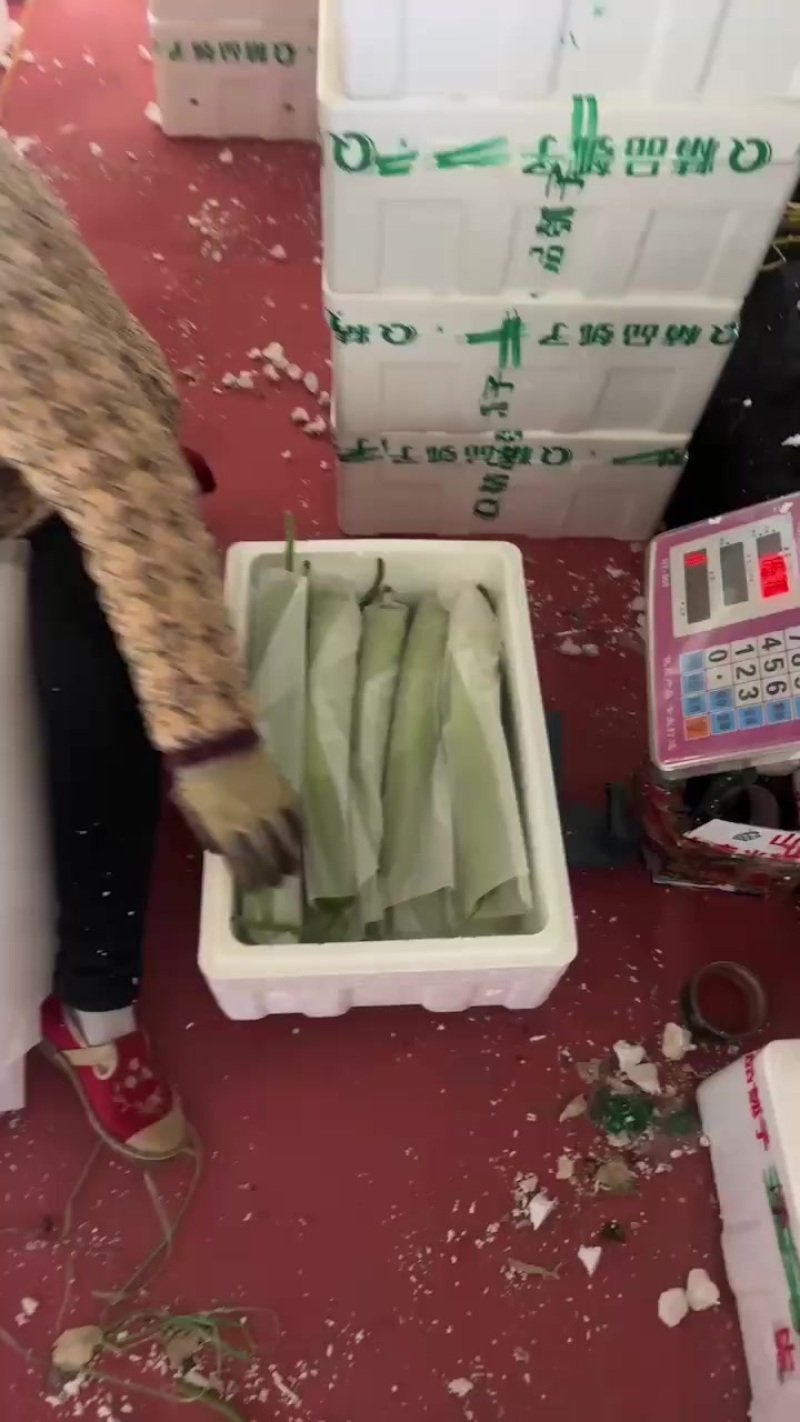 精品瓠子，条形好，颜色绿，支持视频看货，代发全国市场