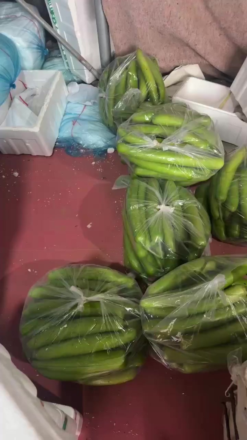 精品瓠子，条形好，颜色绿，支持视频看货，代发全国市场