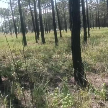 松柏价格一电话连系或面谈