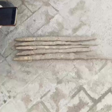 白嘴短粗