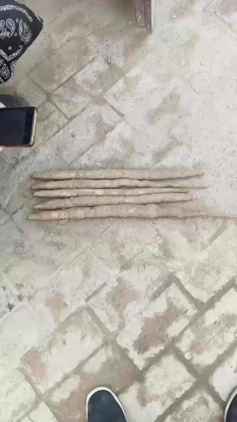 白嘴短粗