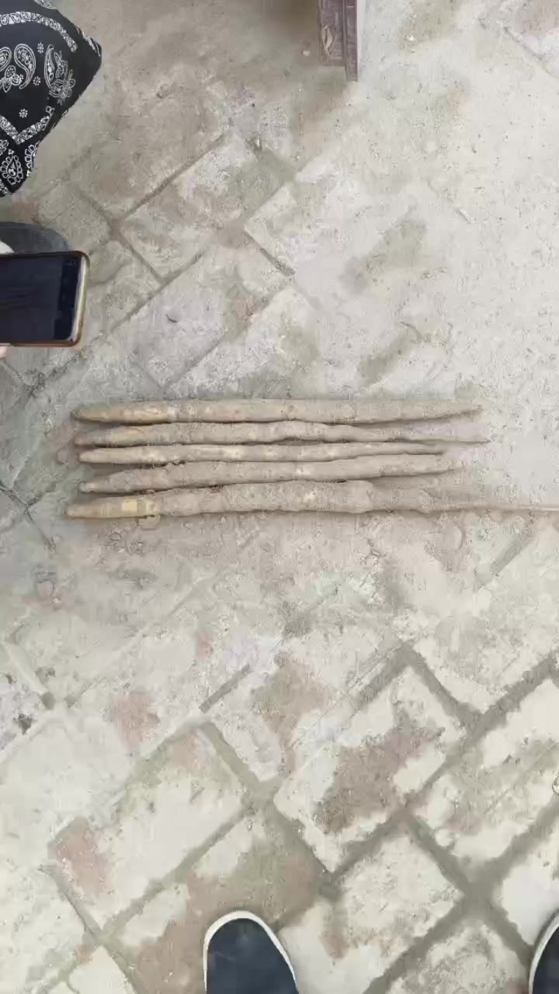 白嘴短粗