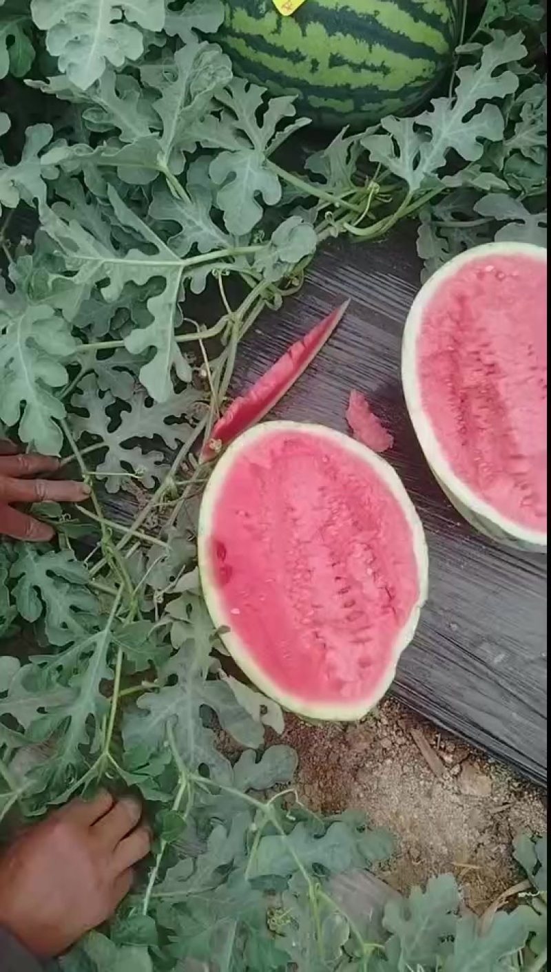 晋王
