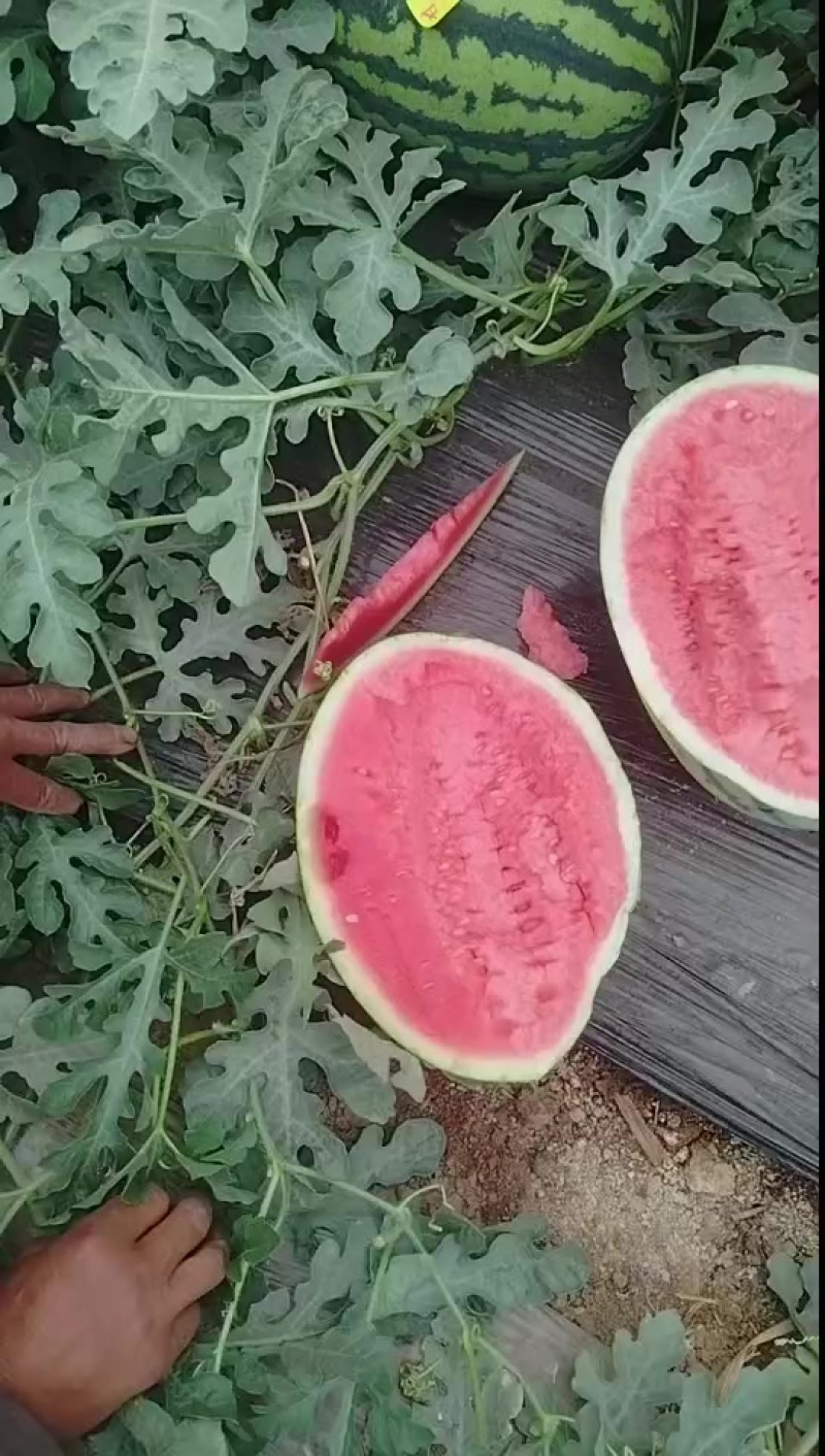 晋王