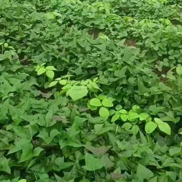 优质大田红薯苗，商薯19，西瓜红。
