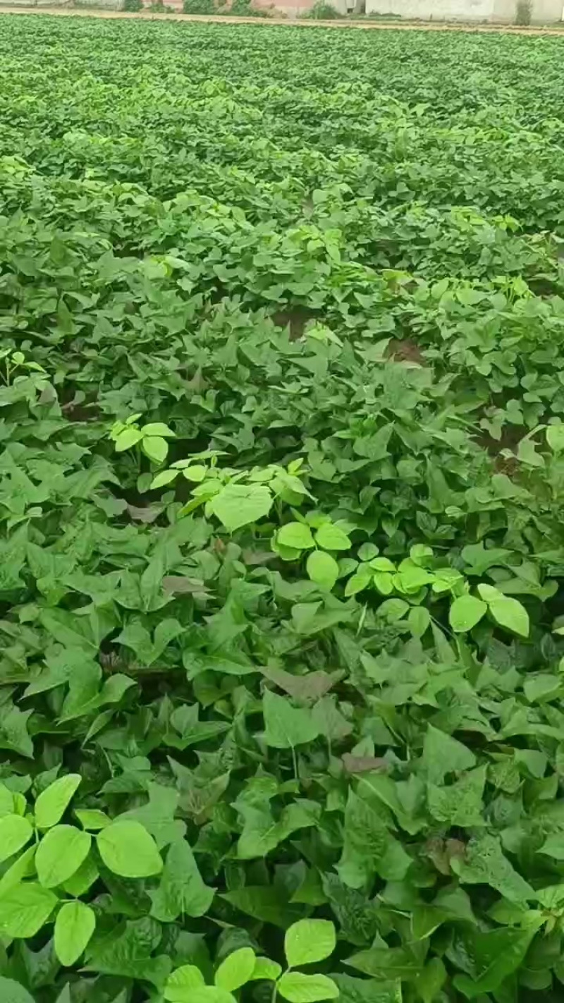 优质大田红薯苗，商薯19，西瓜红。