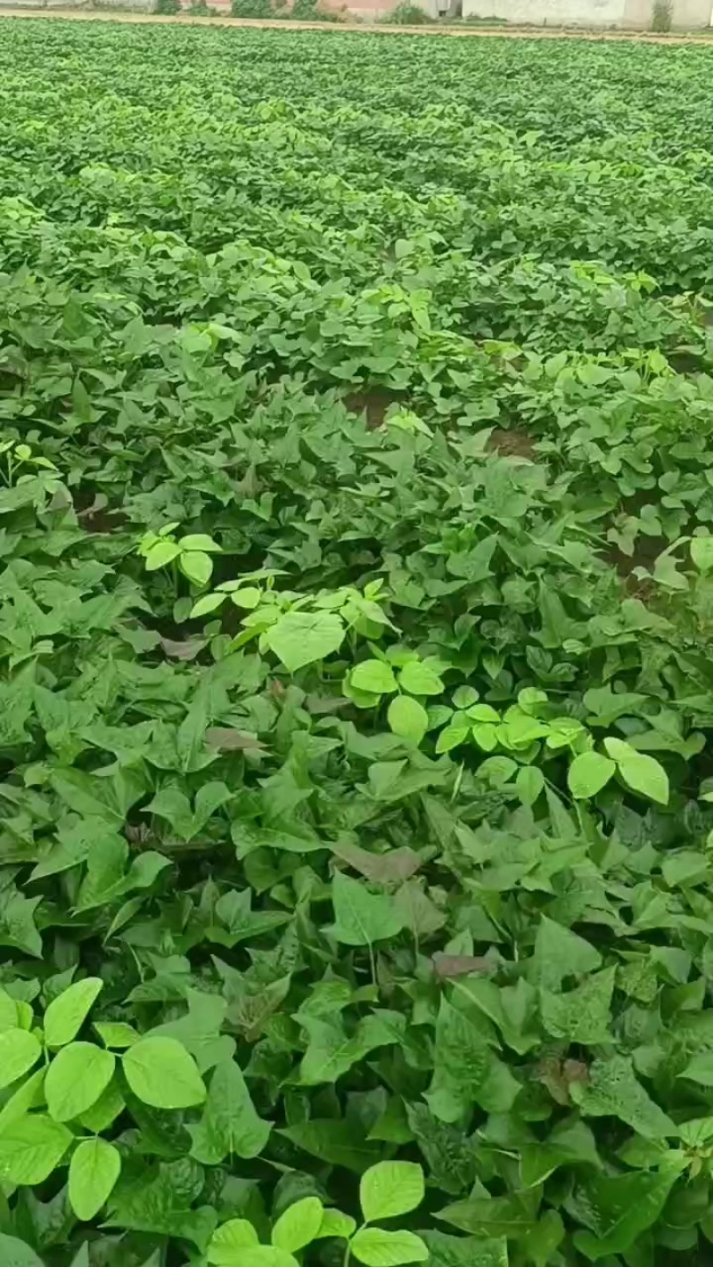 优质大田红薯苗，商薯19，西瓜红。