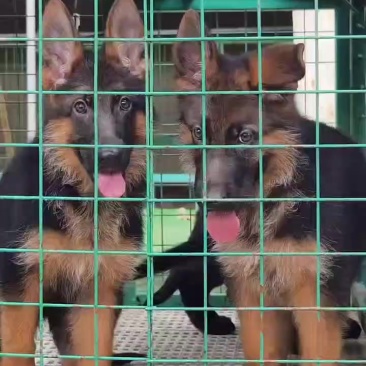 德牧犬