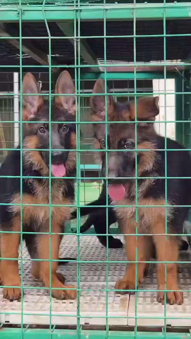 德牧犬