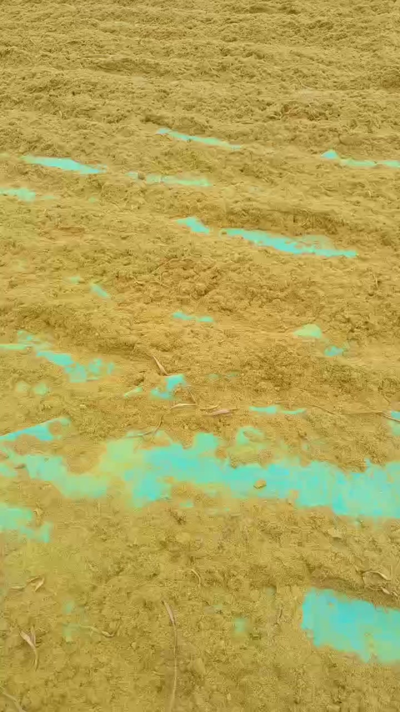 蒲黄