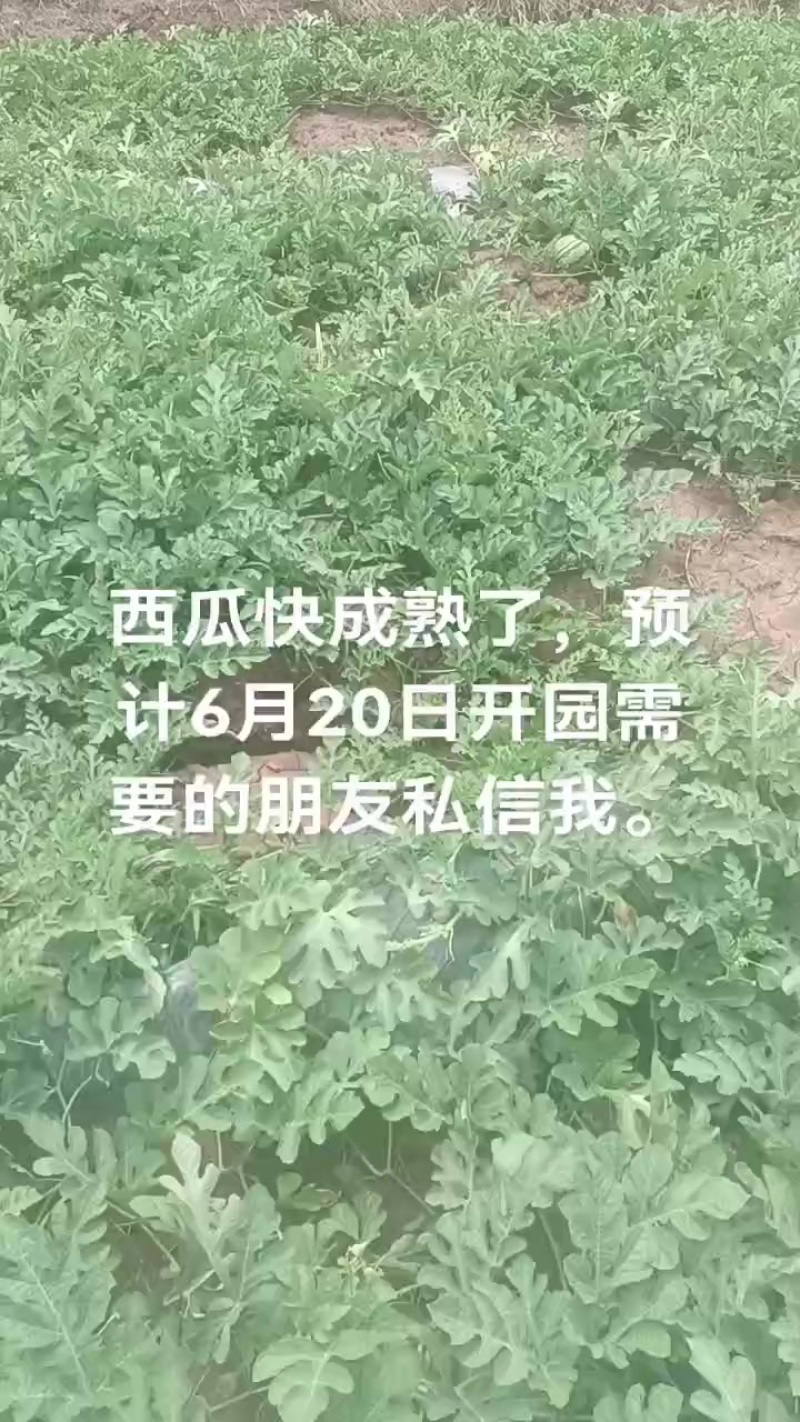 西瓜