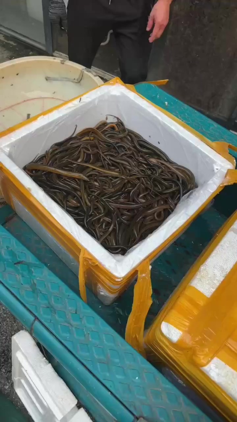 黄鳝