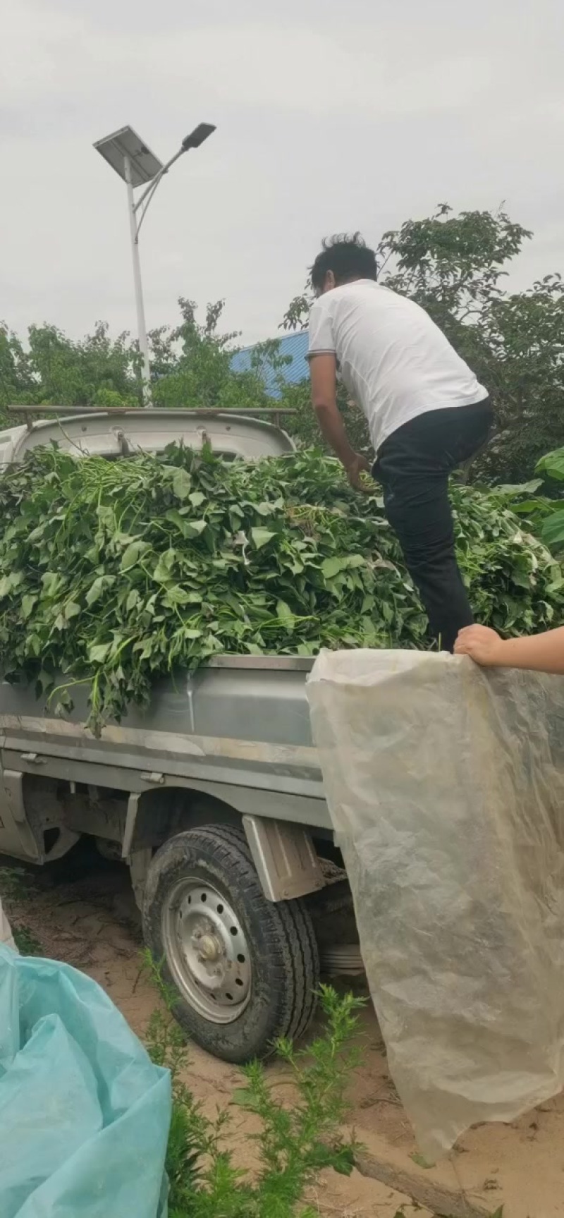 商薯19大田苗五百万棵出售中，